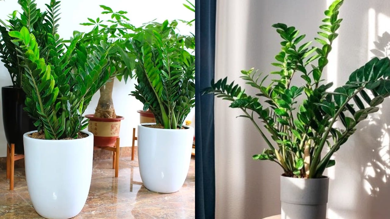 Cay Kim Tien Ky Voi Nguoi Thuoc 2 Menh Nay Co Trong Trong Nha De Tan Tai Tan Loc 224339