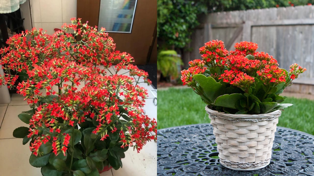 Cay La Xanh Hoa Do Tung Xuat Hien O Moi Nha Nay Tro Lai Nhu Bua May Man Hut Tai Loc Manh Me 161156.J