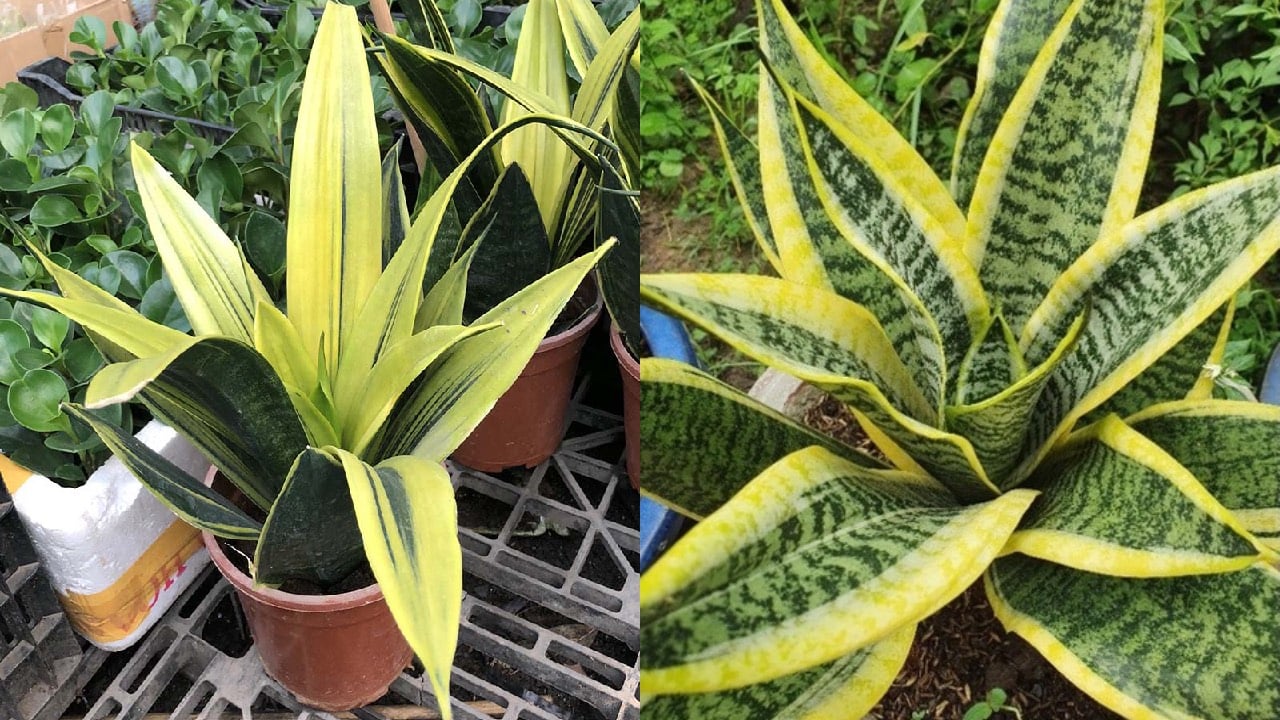 Cay Luoi Ho Hut Tai Loc Nhung Dia Ky Voi Nguoi Thuoc 2 Menh Nay 230241