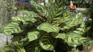 Cay Phong Thuy Bua May Man Nen Trong Trong Nha De Tang Van Khi Hut Tai Loc 154309