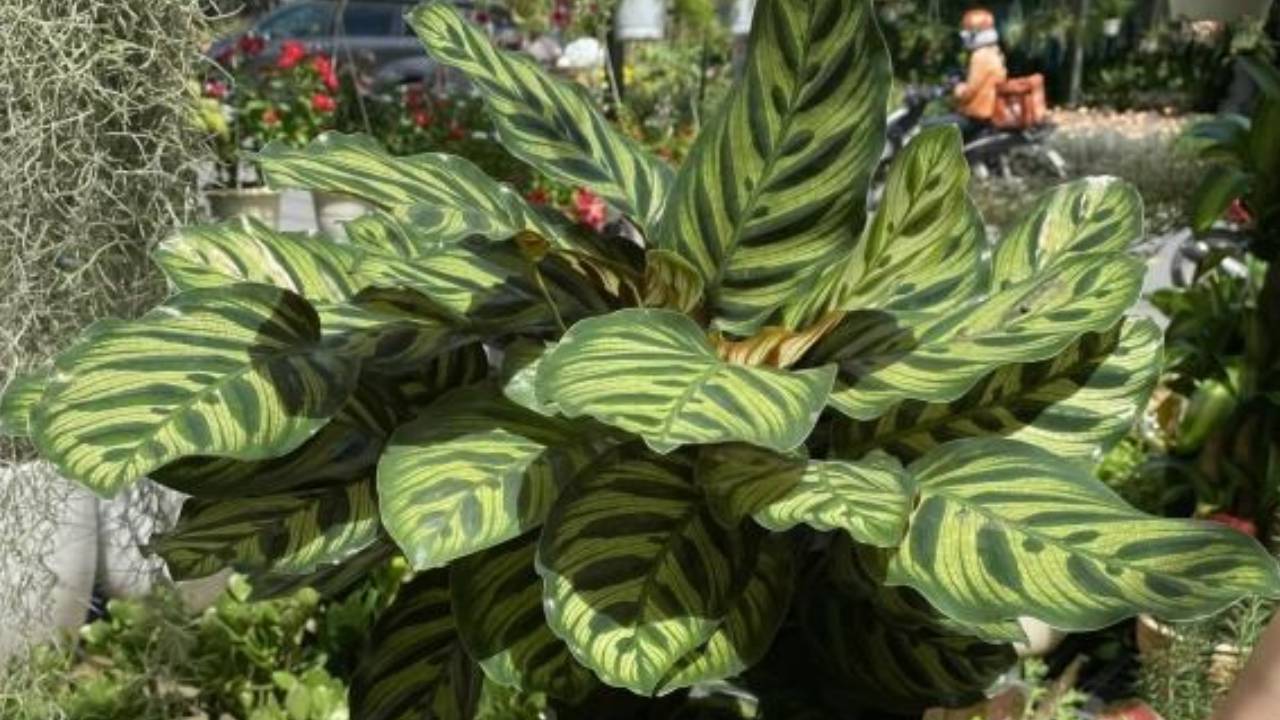 Cay Phong Thuy Bua May Man Nen Trong Trong Nha De Tang Van Khi Hut Tai Loc 154309