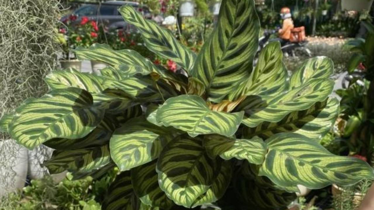 Cay Phong Thuy Hut Tai Loc Loai Cay Duoc Vi Nhu Bua May Man Cang Trong Trong Nha Cang Vuong Khi 1639