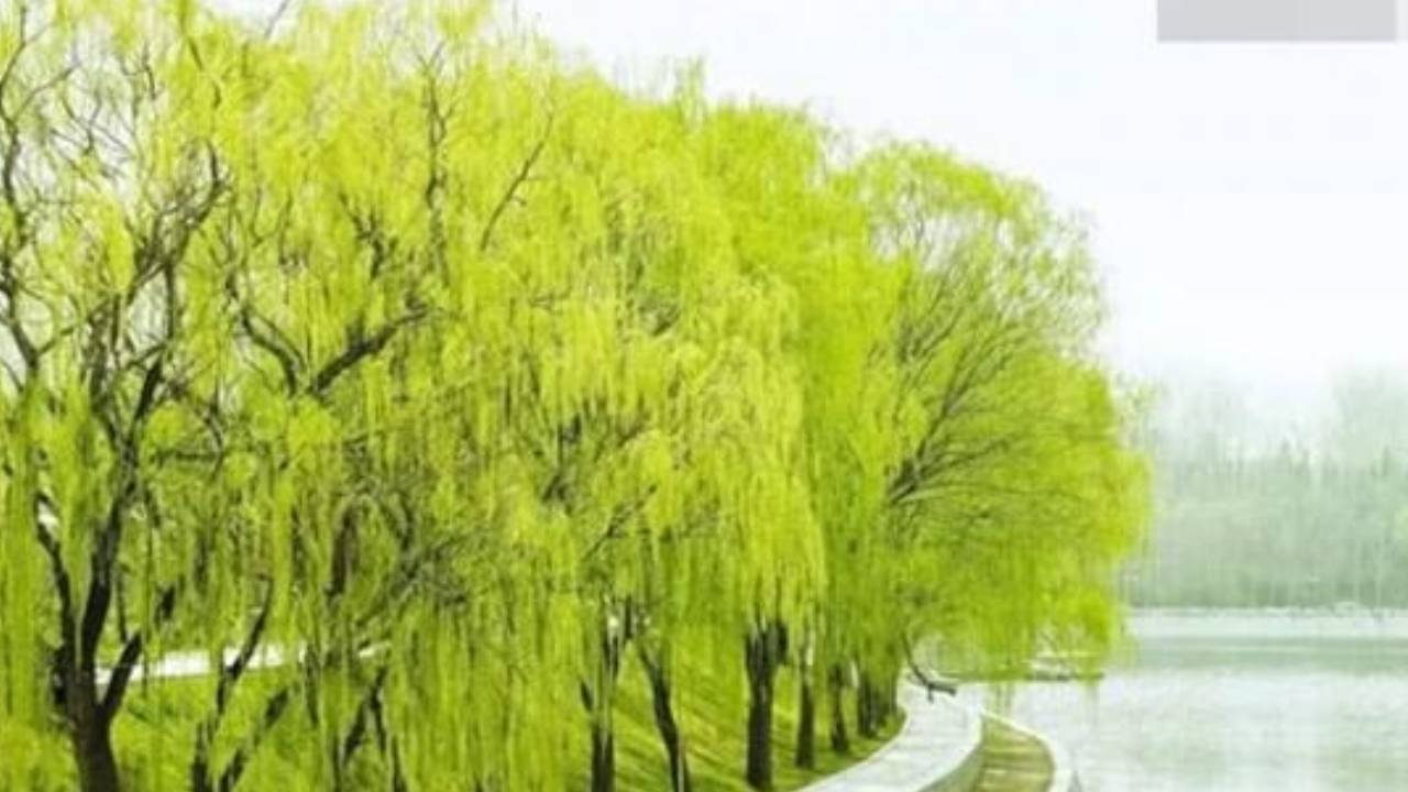 Cay Thanh Long Trong Tuc Ngu Bi An Giup Con Chau Giau Sang Nha Ban Co Khong 133737