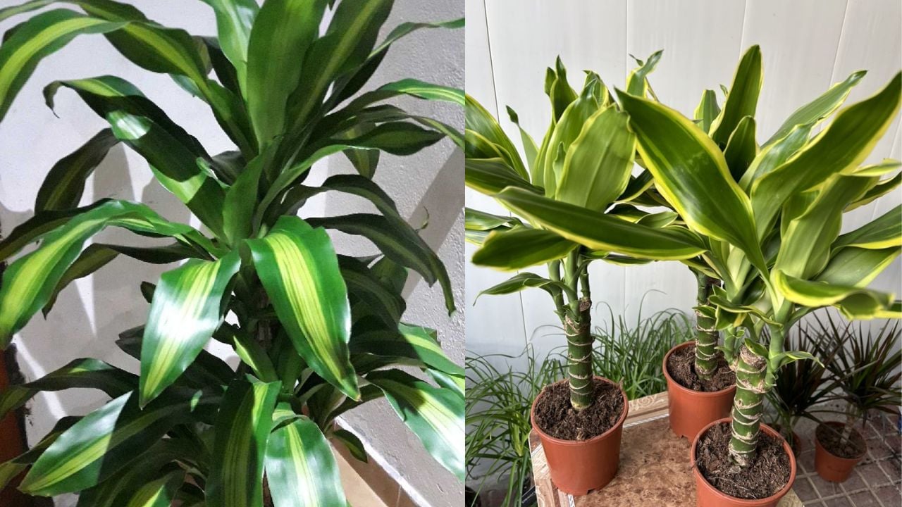 Cay Thiet Moc Lan Chieu Tai Ruoc Loc Giau Co Nhung 2 Menh Nay Dai Ky De Hut Tai Khi 225206