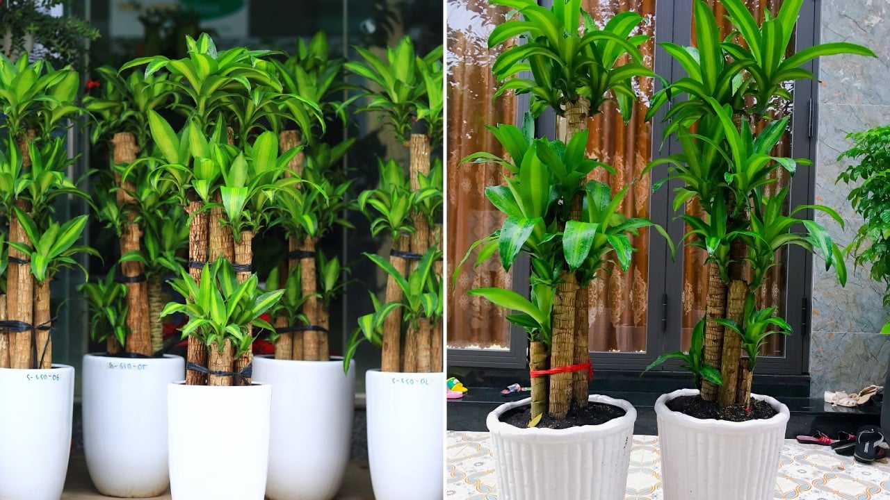 Cay Thiet Moc Lan Hop Voi Nguoi Thuoc 2 Menh Nay Trong Trong Nha Hut Loc Hut Tien Cua 225921