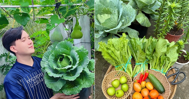 Chang Trai Dong Thap Bien San Tro 3M2 Thanh Vuon Dep Me Rau Trai An Khong Het 142