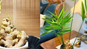 Chau Gung Phong Thuy Bi Quyet Hut Vuong Khi Thinh Vuong Cho Gia Dinh 160159