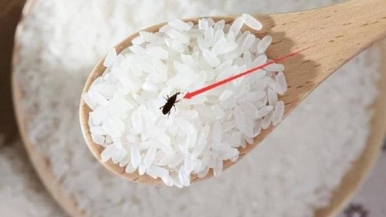 Cho Thu Nay Vao Thung Gao De Ca Nam Moi Mot Khong Dam Ben Mang Meo Dan Gian Don Gian Hieu Qua Bat Ng