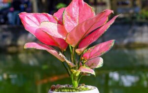 Chon Cay Canh Phong Thuy Phu Hop Theo Nghe Nghiep De Thuc Vuong Su Nghiep Ban Lam Nghe Gi 153403