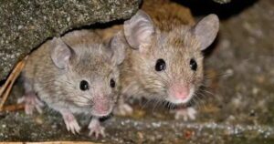 Chuot 16 1763453401477296973812 0 28 355 596 Crop 176345340386018502596