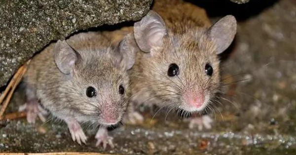 Chuot 16 1763453401477296973812 0 28 355 596 Crop 176345340386018502596