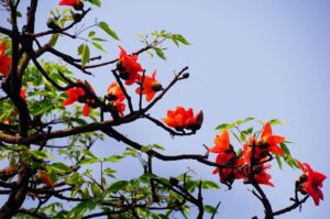 congly vn hoa20gao202jpg1427958334