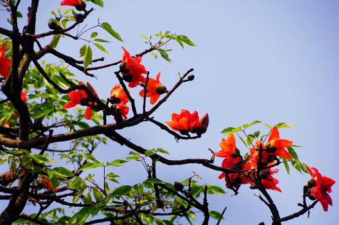 congly vn hoa20gao202jpg1427958334