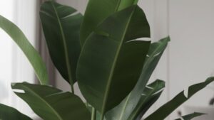 Dai Phu Gia Cay Tu Tai Hop Moi Menh Moi Tuoi Dat Dung Vi Tri La Tai Loc Keo Ve Nhu Nuoc 115203