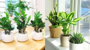 Dat Cay Dung Cho Nay Van Xui Tan Bien Tien Tu Tim Den May Man Noi Duoi Nhau Go Cua 093529