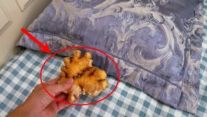 Dat Gung Duoi Goi Truoc Khi Ngu Nhan Ngay 5 Loi Ich Tuyet Voi 233747