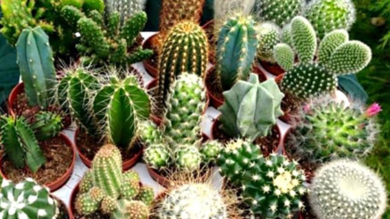 Dung Chu Quan 3 Vat Pham Tuyet Doi Khong Nen Bay O Cua Hang Keo Tai Van Sa Sut Van Den Keo Den 14102