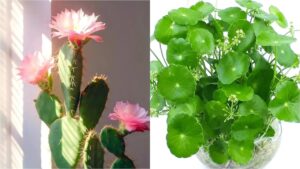 Dung Thay Hoa No Voi Mung 4 Loai Cay Nay No Hoa Diem Bao Xui Xeo Nen Than Trong 093755