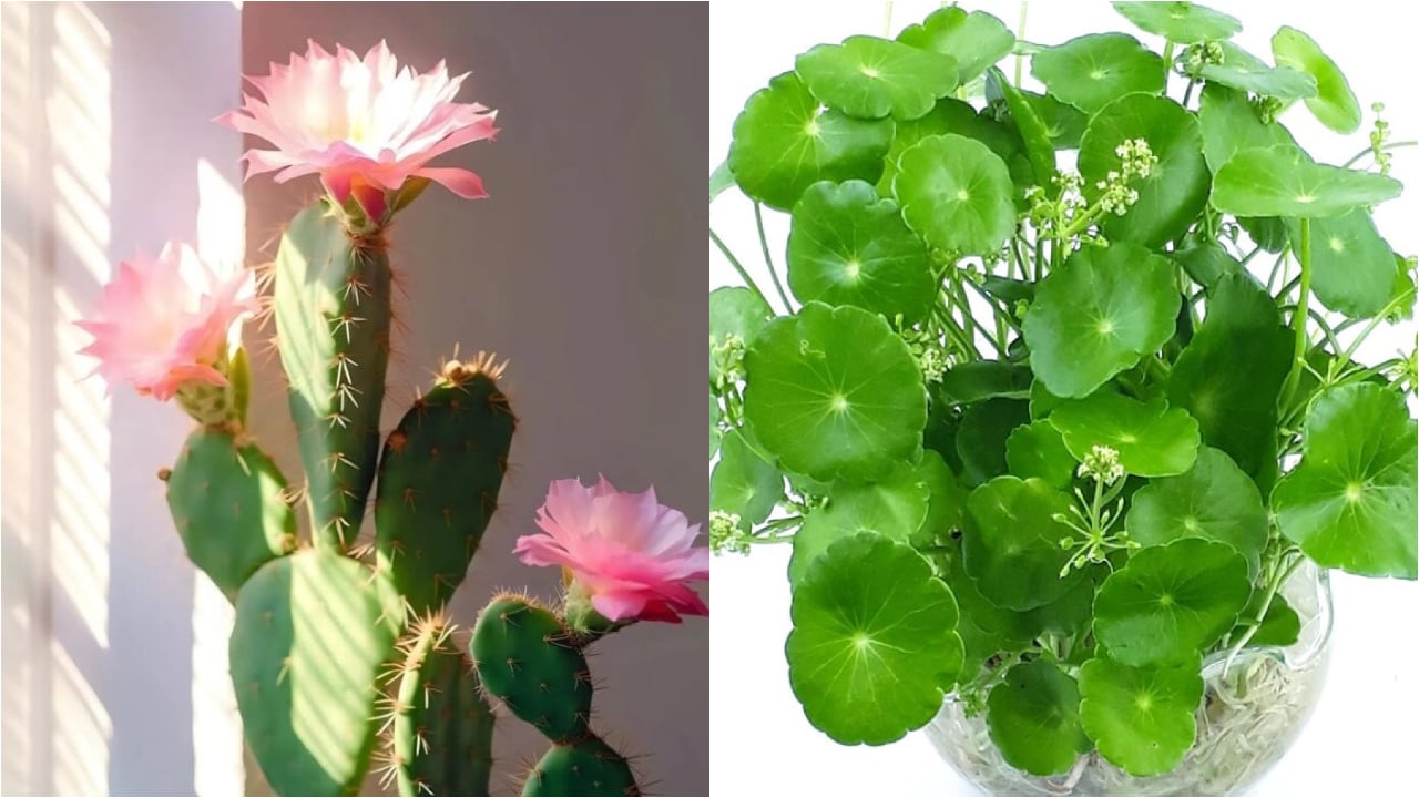 Dung Thay Hoa No Voi Mung 4 Loai Cay Nay No Hoa Diem Bao Xui Xeo Nen Than Trong 093755