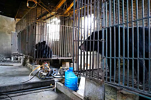 gau