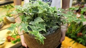 Gia Dinh Nao Cung Can 3 Loai Cay Canh Nay Chung Co Tac Dung Cai Thien Khong Khi Giam Bui Min 134614