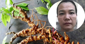 Giang Bay Dau Tu Sam Ngoc Linh Nu Doanh Nhan O Da Nang Chiem Doat Tien Ty 2045