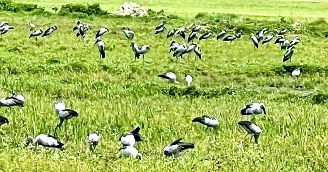 hang nghin con co nhan quy hiem bat ngo sa xuong canh dong 1021