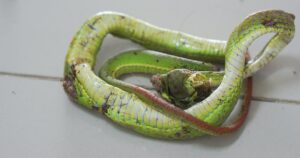 Hinh Con Ran 176500385902138370307 0 0 1440 2304 Crop 1765004113517861723001