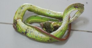 Hinh Con Ran 17655306784401997485415 0 159 1440 2463 Crop 17655307188601951595439