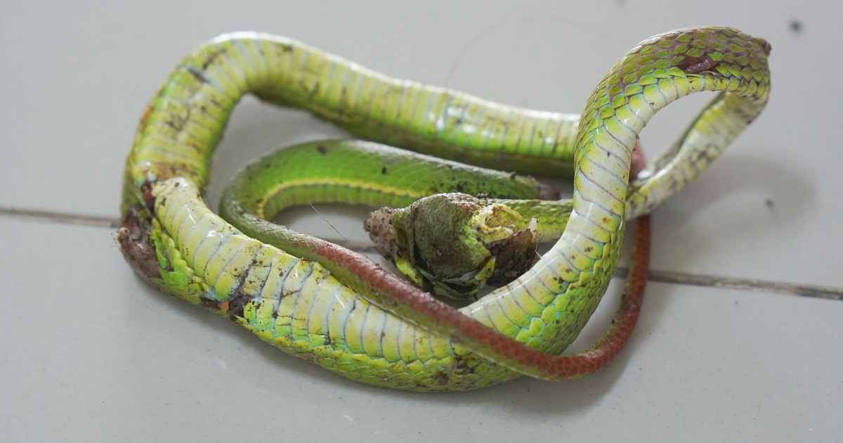 Hinh Con Ran 17655306784401997485415 0 159 1440 2463 Crop 17655307188601951595439