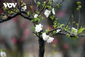 hoamai1