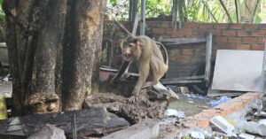 Khi Hoang Xuat Hien O Khu Dan Cu Tan Cong Nguoi Phu Nu Tai Quan An 2171