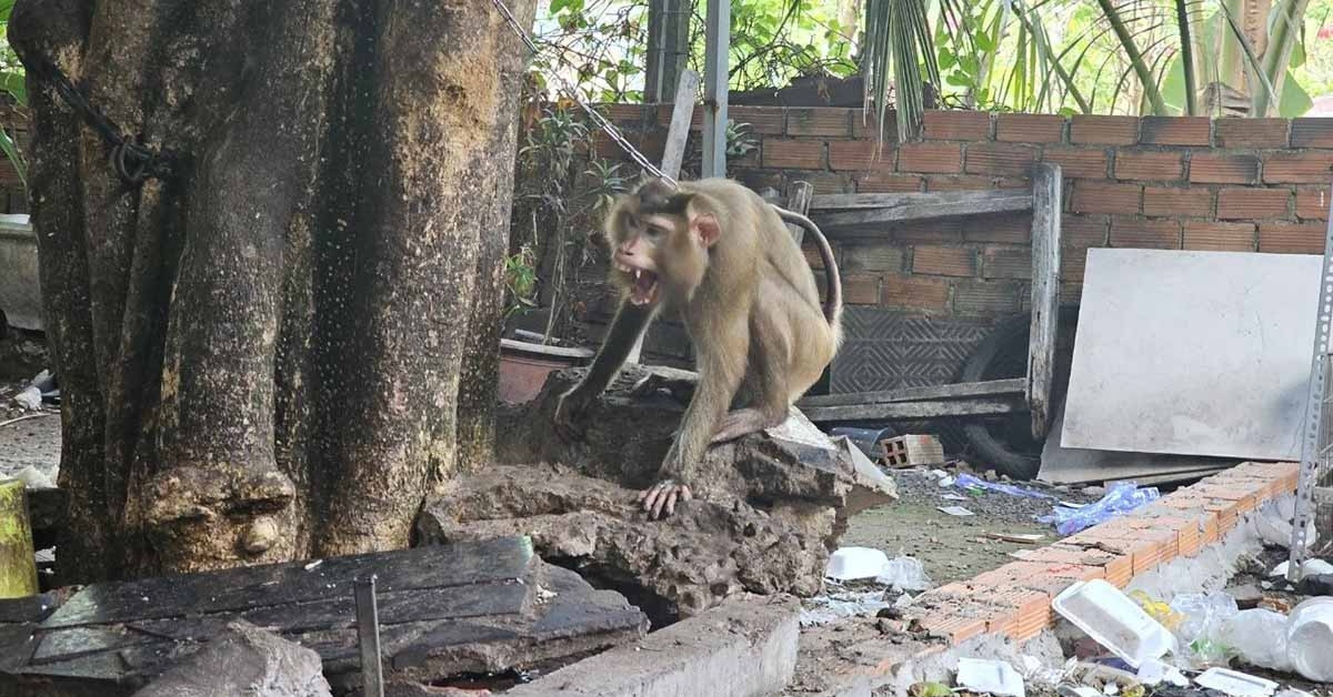 Khi Hoang Xuat Hien O Khu Dan Cu Tan Cong Nguoi Phu Nu Tai Quan An 2171