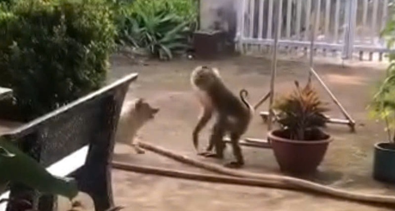 Khi Long Xam Nang Khoang 8Kg Song Chuong Quay Pha Khu Dan Cu O Tphcm 2096