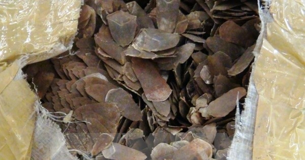 kiem tra thung xop nguoi phu nu giau gan khach san phat hien 10kg vay te te 2489