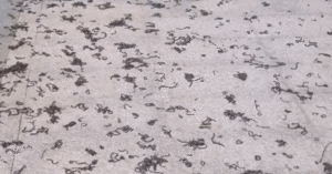 Kinh Hai Hang Nghin Con Giun Dat Bo Len Via He O Khu Do Thi Roi Chet La Liet 1734