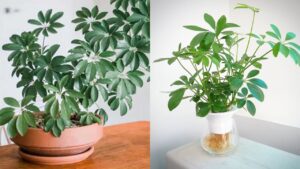 Loai Cay Hut Tai Loc Cuc Manh Trong Mot Chau Trong Nha Muoi Tranh Xa Suc Khoe Cai Thien 200445