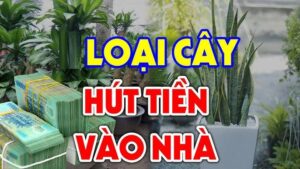 Loai Cay Hut Tien Giu Phuc Thay Dung Dai Nho Bo Di 113457