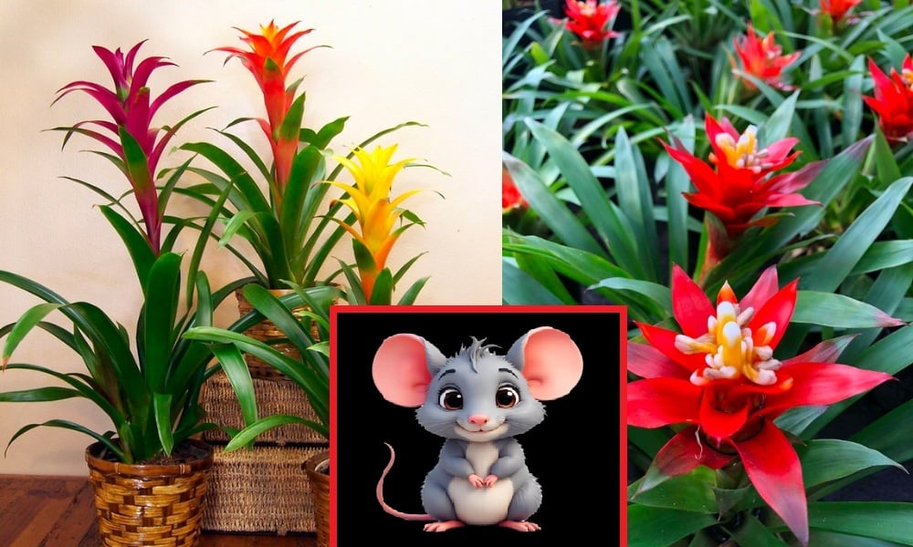 Loai Cay Keo Chuot Vao Nha Nho Bo Ngay Con Kip 201145