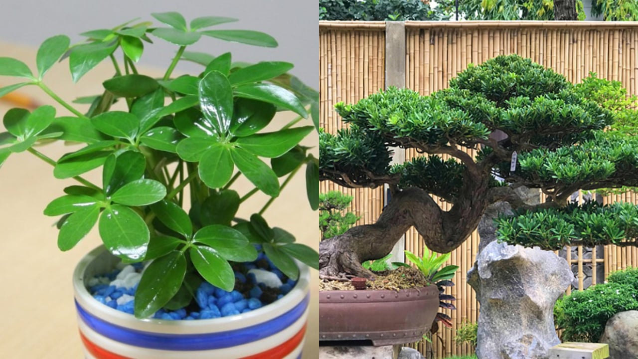 Loai Cay Sieu De Trong De Chieu Hon Kim Tien 100 Lan Dat Dau Cung Hut Loc Vao Nha 184814