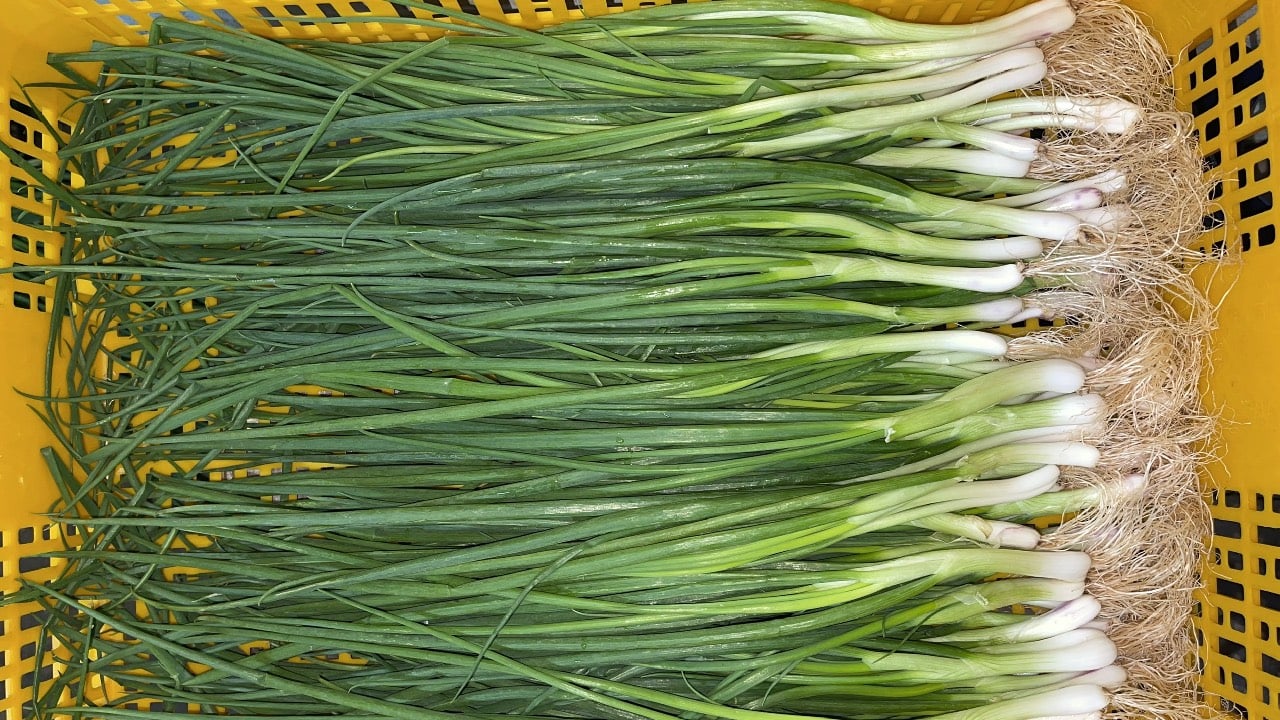 Meo Bao Quan Hanh La Ca Thang Van Xanh Tuoi Thom Nhu Moi Hai 214632