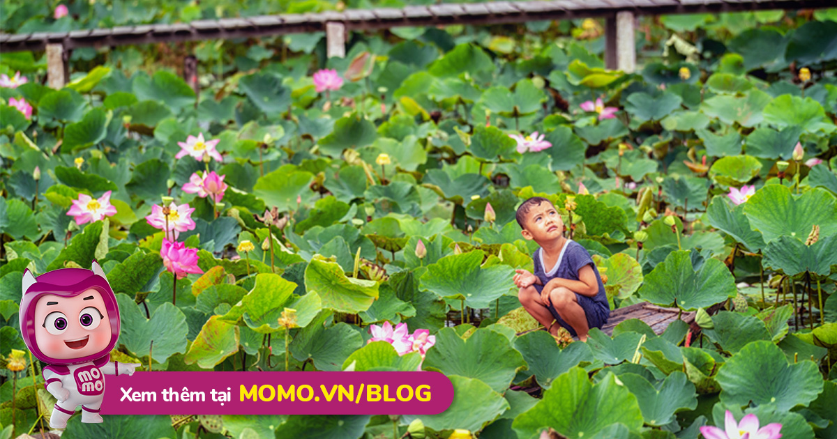 Momo Upload Api 220720143315 637939243959564257