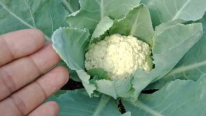 Mua Dong Trong 9 Rau Qua Nay Lon Nhanh Nhu Thoi Sau 1 Dem 182723