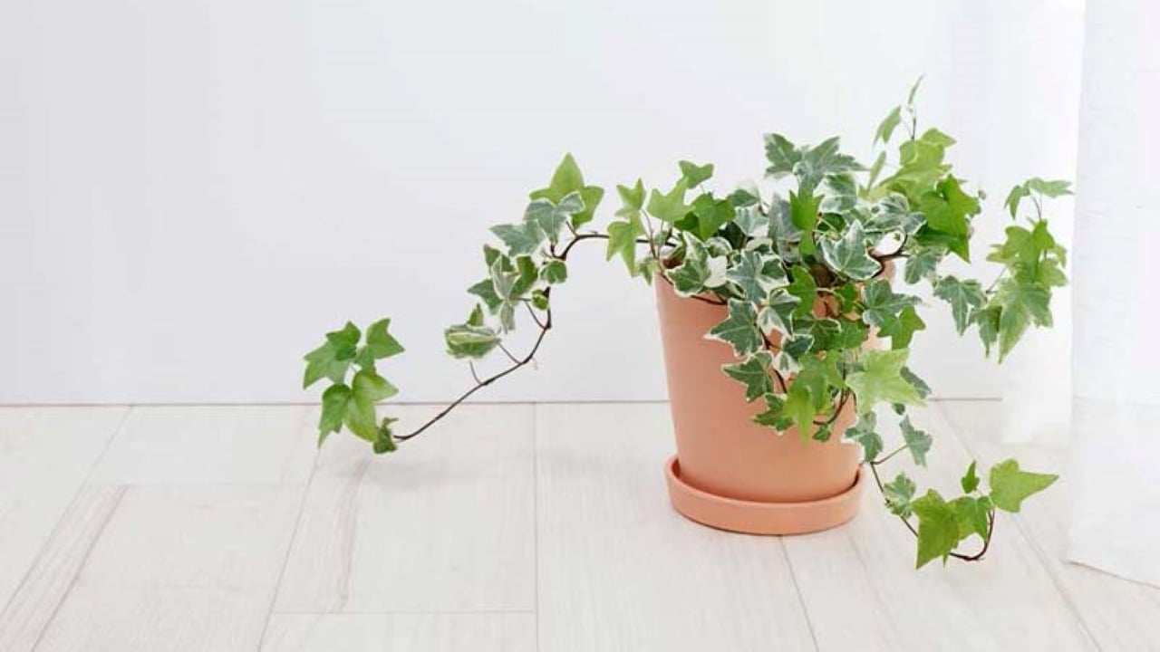 Muon Binh An May Man Va Suc Khoe Tot Hay Trong Ngay Loai Cay Nay 234551