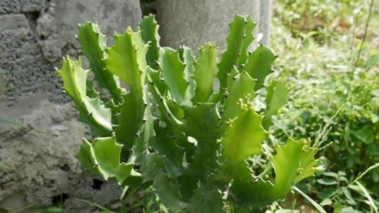 Muon Nha Cua Em Am Dung Trong 4 Cay Nay Neu Khong Muon Tien Bac Doi Non Ra Di 145021