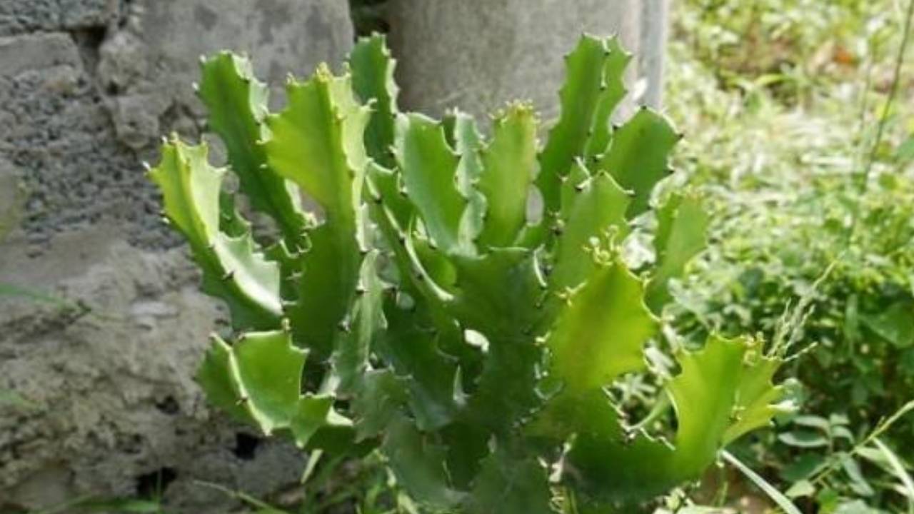 Muon Nha Cua Em Am Thi Dung Trong 4 Loai Cay Nay Keo Tien Bac Doi Non Ra Di 160745