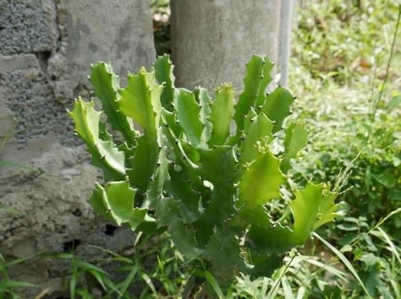 Muon Nha Cua Em Am Tranh Trong 4 Loai Cay Nay Keo Tien Bac Doi Non Ra Di 153219