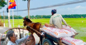 nguoi dan ong mien tay u70 ke doi phu xe ngua khoe vet seo con han tren bung 2643