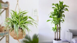 Nguoi Giau Me Trong 4 Loai Cay Nay Chieu Tai Nap Phuc Loc Khi Doc Tot Cho Suc Khoe 091512