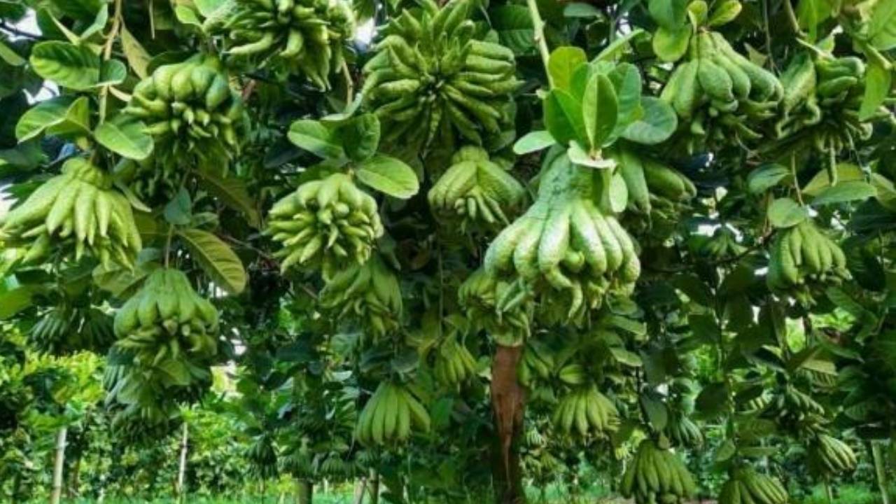 Nguoi Giau Thuong Trong 5 Loai Cay Hut Cua Nay Nha Co Mot Cay Phuc Khi Va Tai Loc Tu Den 161810